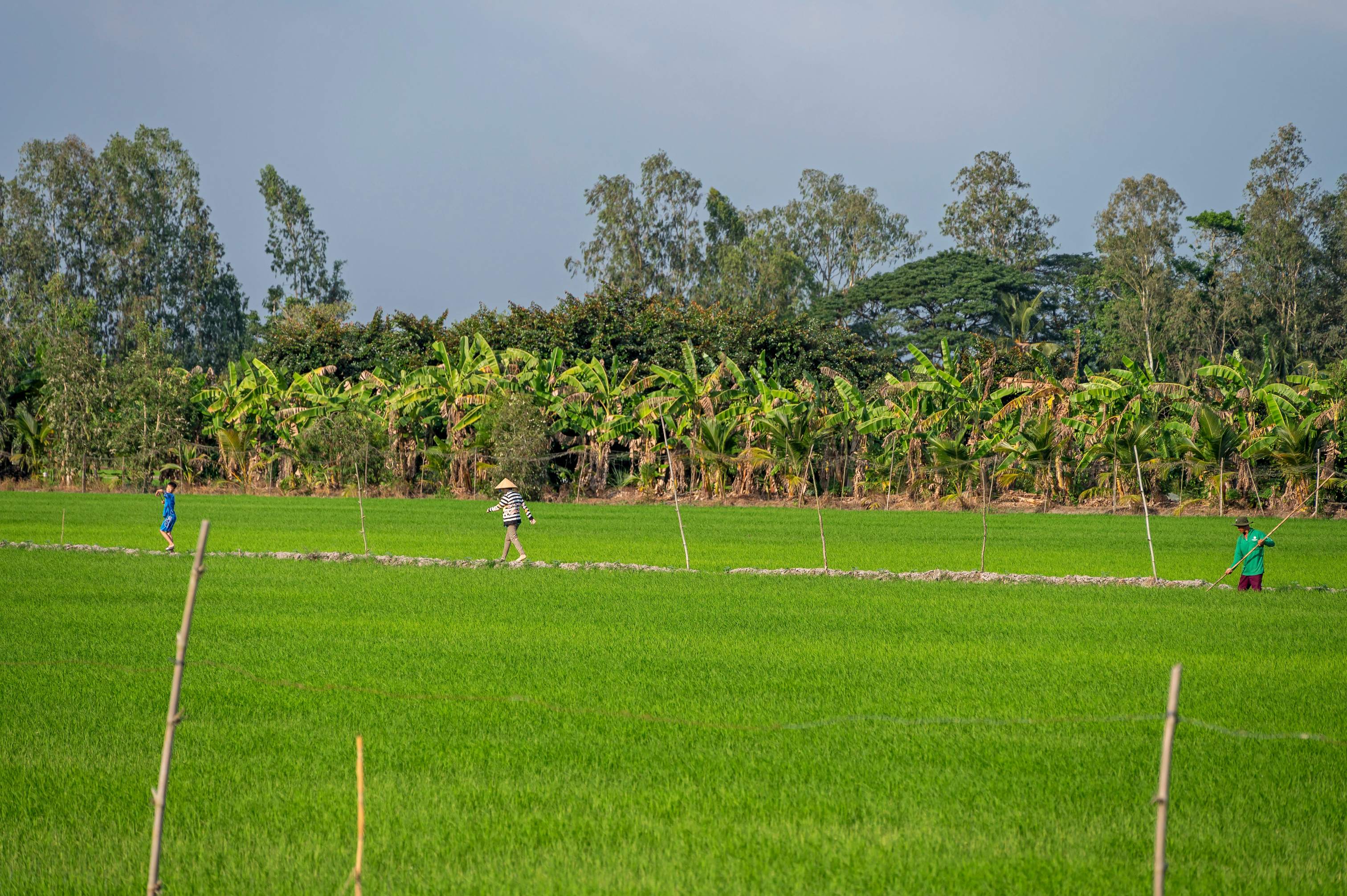Rice seeds